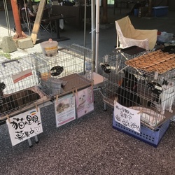 生きがいファームはるの　バザー サムネイル2