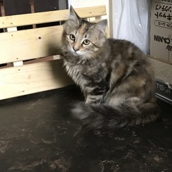 「仮名うらら」サムネイル2