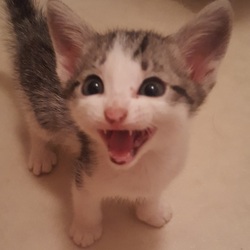 生きがいファームはるの　バザー サムネイル3