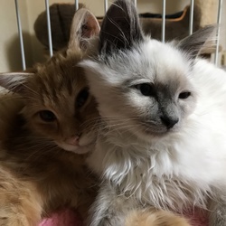 「仮名 ぽんた&仮名メイ」サムネイル2