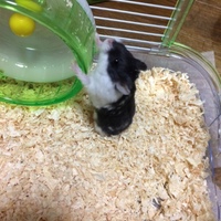 クッキー