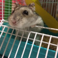 くろのすけ