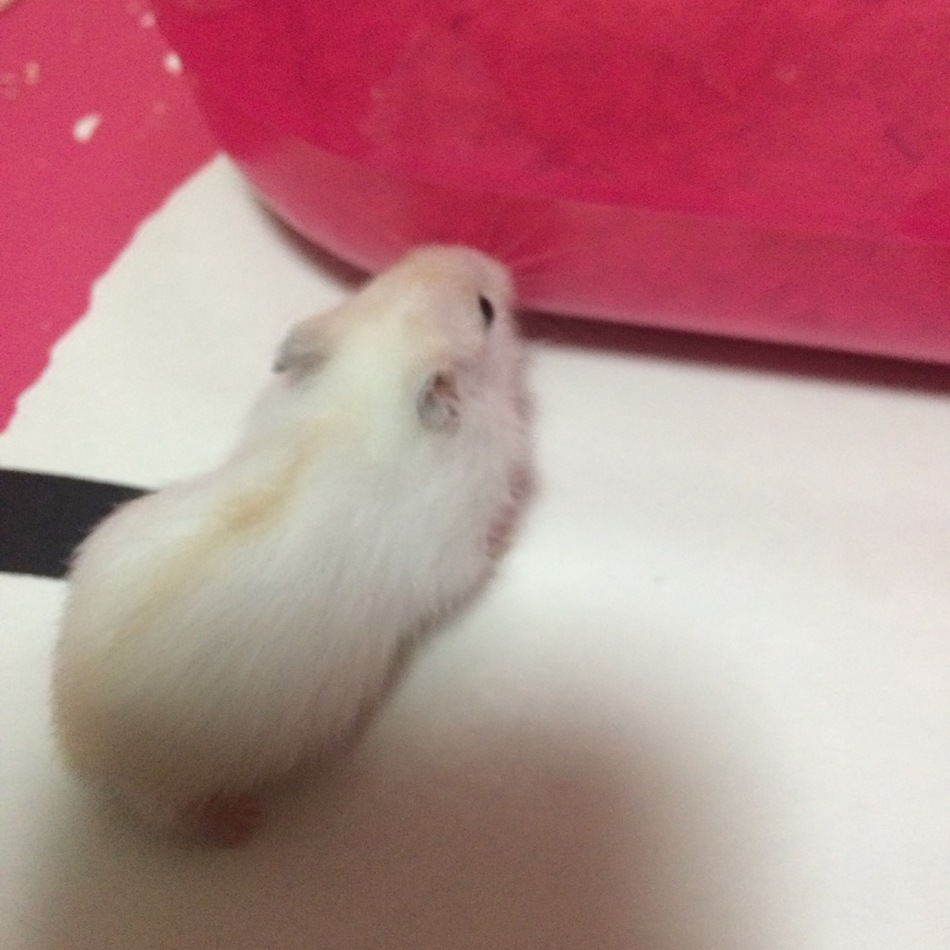 らいうのカバー写真