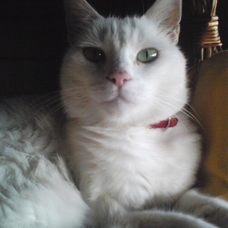 成猫2匹 助けてください。