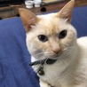 ハス