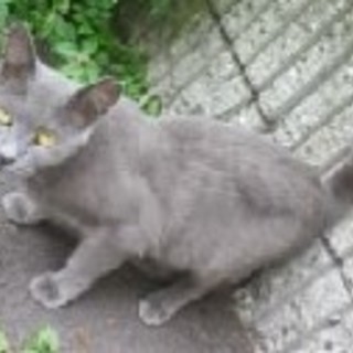 ★ロシアンブルー系★しっぽは短め★1歳♀ 