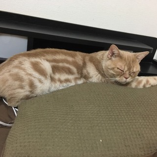 ベタ慣れアメショ