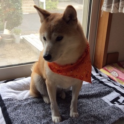 新しいハーネス暫しおあずけ(o＾・＾o)