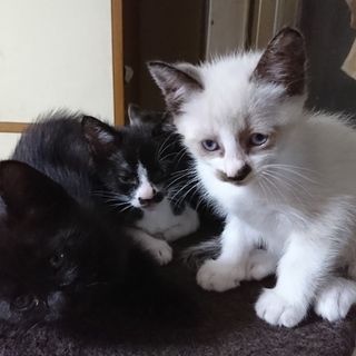 ハチワレ・白ハチワレ