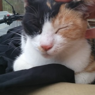 捨てネコだと思います。すごく人になついてます。