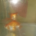 金魚お譲りします