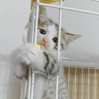 天使！キジ白くん！