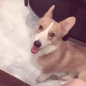 里親募集します