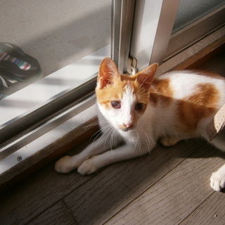 仔猫です、家族さんになっていただけませんか？