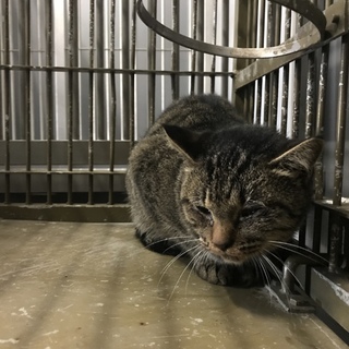 萩市保健所 可愛いキジ猫ちゃん 