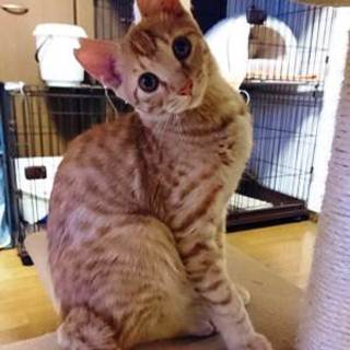 マロン君 ６ヶ月くらいの男の子