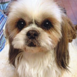 シーズー（メス）１３才穏やかなワンコです