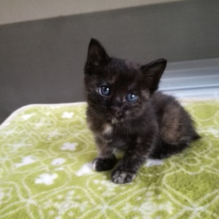 新しい家族がみつかりました♪