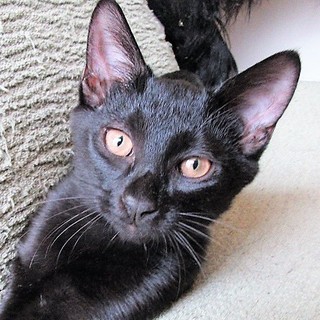 3か月半とても人懐こく、猫犬と育った黒猫　クロ君