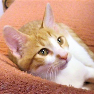 3か月半人懐こく、犬猫と育った茶白のチャーシュー君