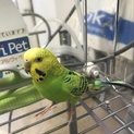 決まりました！セキセイインコ♀引き取り手募集