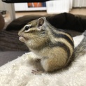シマリス里親募集します。