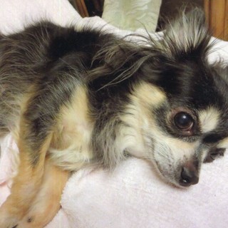 里親決定しました！