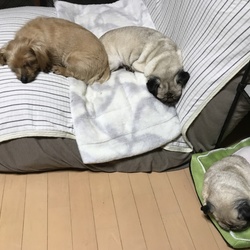 「家族になって１年が経ちました。」サムネイル2