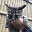 子猫の里親募集しています！！