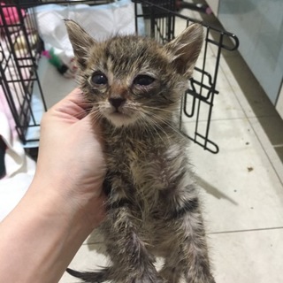 生後2週間くらいの兄弟。