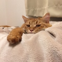 とら吉