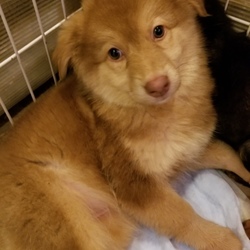 ｵﾙﾎﾞ譲渡会 サムネイル2