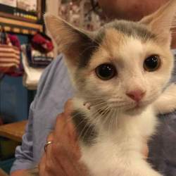 ｵﾙﾎﾞ譲渡会 サムネイル3