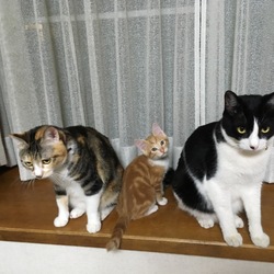 ムギちゃん2ヶ月(^○^)