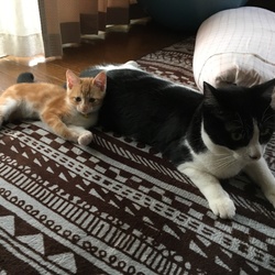 「ムギちゃん2ヶ月(^○^)」サムネイル2