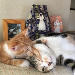 「ムギちゃん2ヶ月(^○^)」サムネイル3