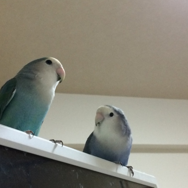 まひろひろのカバー写真