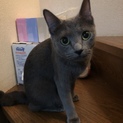 ロシアンブルーのお父さんにそっくり！マリーちゃん♀