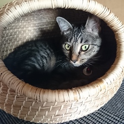 「雅(みやび)さん、日曜はお祭りでしたね」サムネイル1