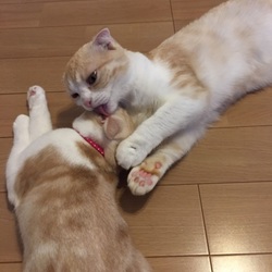 3猫プラス⁉️