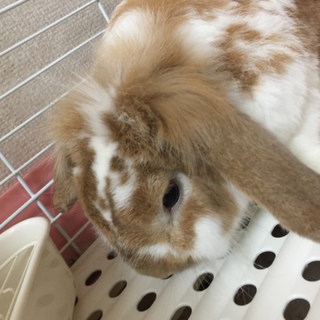 うさぎの里親募集中！