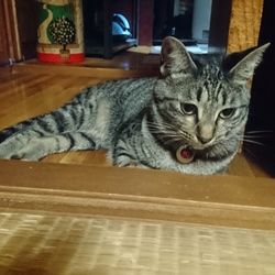 「跳べ、跳ぶんだ、雅(みやび)さん」サムネイル3