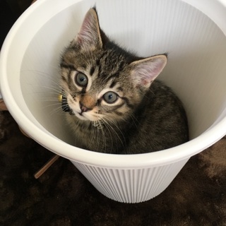 甘えん坊の6ヶ月男の子です！！