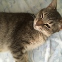 初めて飼育者向け超オススメの美猫ミントちゃん