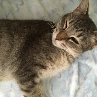 初めて飼育者向け超オススメの美猫ミントちゃん