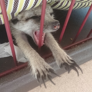 ミーアキャット