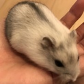 ジャンガリアンハムスター♡パールホワイト♂