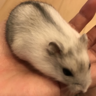 ジャンガリアンハムスター♡パールホワイト♂