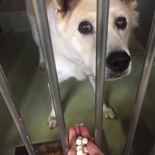 穏やかなミニーちゃんの里親様を募集しています