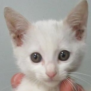 愛らしい白ネコちゃん　期限10/17！